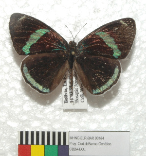  (Diaethria clymena peruviana - MHNC-ELR-BAR 0184)  @11 [ ] CreativeCommons - Attribution Non-Commercial (2013) Arturo Munos Saravia Museo de Historia Natural Alcide d'Orbigny