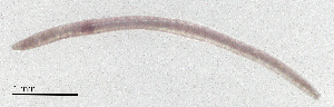  ( - RS2096)  @11 [ ] by-nc-sa (2024) R.M.Schmelz n/a