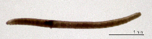  ( - RS2097)  @11 [ ] by-nc-sa (2024) R.M.Schmelz n/a
