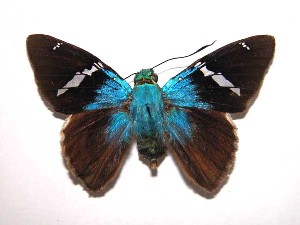  ( - 00-SRNP-9040)  @14 [ ] CreativeCommons - Attribution Non-Commercial Share-Alike (2003) Daniel H. Janzen Guanacaste Dry Forest Conservation Fund