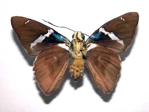  ( - 00-SRNP-9040)  @14 [ ] CreativeCommons - Attribution Non-Commercial Share-Alike (2003) Daniel H. Janzen Guanacaste Dry Forest Conservation Fund