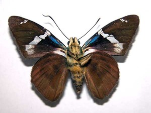  ( - 00-SRNP-9539)  @14 [ ] CreativeCommons - Attribution Non-Commercial Share-Alike (2003) Daniel H. Janzen Guanacaste Dry Forest Conservation Fund