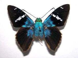  ( - 97-SRNP-1050)  @14 [ ] CreativeCommons - Attribution Non-Commercial Share-Alike (2003) Daniel H. Janzen Guanacaste Dry Forest Conservation Fund