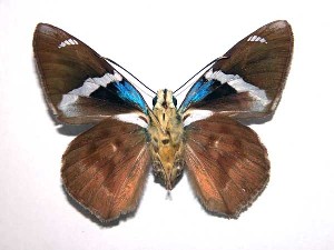  ( - 97-SRNP-1127)  @14 [ ] CreativeCommons - Attribution Non-Commercial Share-Alike (2003) Daniel H. Janzen Guanacaste Dry Forest Conservation Fund