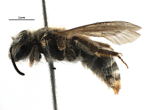  (Andrena sp. aff. kerriae - 06712A04-RUS)  @15 [ ] CreativeCommons - Attribution Non-Commercial Share-Alike (2016) CBG Photography Group Centre for Biodiversity Genomics