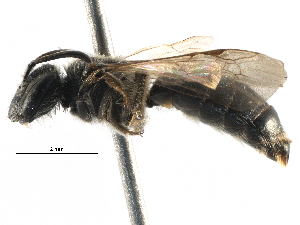  (Andrena sp. aff. subopaca1 - 06712A07-RUS)  @15 [ ] CreativeCommons - Attribution (2016) CBG Photography Group Centre for Biodiversity Genomics