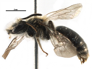 (Andrena sp. aff. labiata - 06712A09-RUS)  @15 [ ] CreativeCommons - Attribution Non-Commercial Share-Alike (2016) CBG Photography Group Centre for Biodiversity Genomics