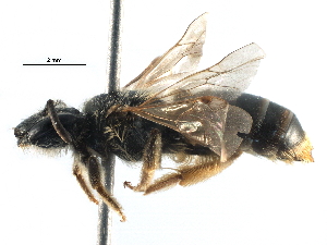  (Andrena RUS03 - 06712B03-RUS)  @14 [ ] CreativeCommons - Attribution Non-Commercial Share-Alike (2016) CBG Photography Group Centre for Biodiversity Genomics