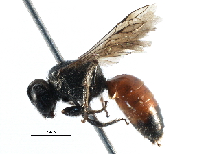  (Sphecodes RUS01 - 06712C05-RUS)  @14 [ ] CreativeCommons - Attribution (2016) CBG Photography Group Centre for Biodiversity Genomics