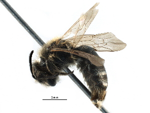  (Andrena sp. aff. kerriae - 06712D08-RUS)  @15 [ ] CreativeCommons - Attribution (2016) CBG Photography Group Centre for Biodiversity Genomics