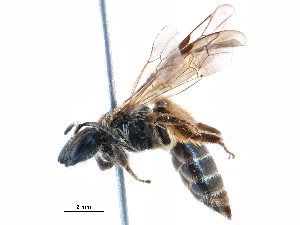  (Andrena sp. aff. lagopus - 06712G02-RUS)  @11 [ ] CreativeCommons - Attribution Non-Commercial Share-Alike (2016) CBG Photography Group Centre for Biodiversity Genomics