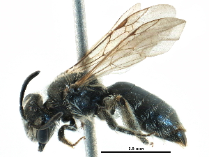  (Andrena sp. aff. Subopaca2 - 06712H09-RUS)  @15 [ ] CreativeCommons - Attribution Non-Commercial Share-Alike (2016) CBG Photography Group Centre for Biodiversity Genomics