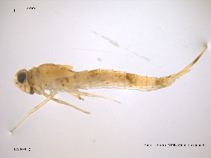  ( - NO-EPH2)  @11 [ ] CreativeCommons - Attribution Non-Commercial Share-Alike (2011) NTNU Museum of Natural History and Archaeology NTNU Museum of Natural History and Archaeology