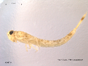  ( - NO-EPH4)  @11 [ ] CreativeCommons - Attribution Non-Commercial Share-Alike (2011) NTNU Museum of Natural History and Archaeology NTNU Museum of Natural History and Archaeology