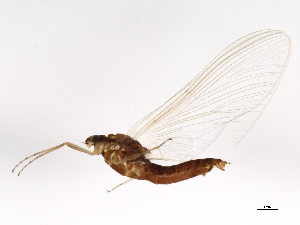  (Ephemerella invaria - 09NBMAY-0103)  @14 [ ] CreativeCommons - Attribution (2009) CBG Photography Group Centre for Biodiversity Genomics
