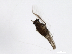  (Caenis punctata - 09NBMAY-0221)  @13 [ ] CreativeCommons - Attribution (2009) CBG Photography Group Centre for Biodiversity Genomics