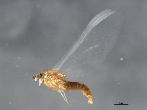  (Ephemerella sp.LJ1 - 09NBMAY-0372)  @14 [ ] CreativeCommons - Attribution (2009) CBG Photography Group Centre for Biodiversity Genomics