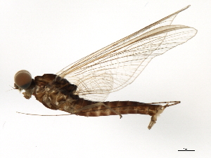  (Ephemerella subvaria - 09NBMAY-0055)  @14 [ ] CreativeCommons - Attribution (2009) CBG Photography Group Centre for Biodiversity Genomics
