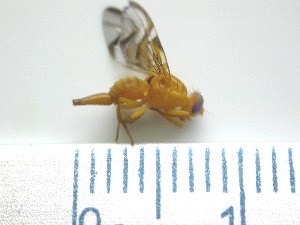  ( - EPMF113)  @12 [ ] Copyright (2012) Unspecified ECOSUR