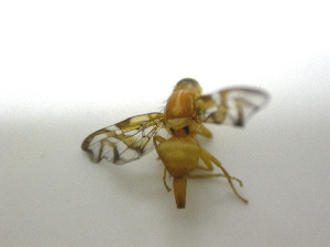  ( - EPMF154)  @12 [ ] Copyright (2012) Unspecified ECOSUR