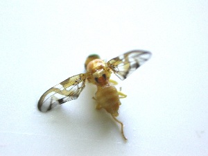  ( - EPMF155)  @12 [ ] Copyright (2012) Unspecified ECOSUR