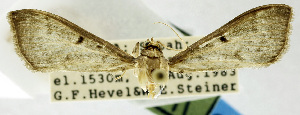  (Herpetogramma bipunctalis complex - USNM ENT 01069299)  @13 [ ] CreativeCommons - Attribution Share-Alike (2016) Unspecified National Museum of Natural History, Smithsonian Institution