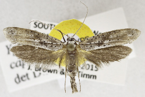  (Yponomeuta sp - USNM ENT 01200097)  @14 [ ] Unspecified (default): All Rights Reserved  Unspecified Unspecified