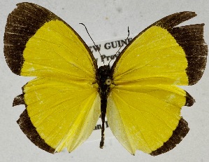  (Eurema puella papuana - USNM ENT 01374211)  @13 [ ] Unspecified (default): All Rights Reserved  Unspecified Unspecified