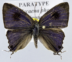  (Hypolycaena phorbas purpura - USNM ENT 01374238)  @11 [ ] Unspecified (default): All Rights Reserved  Unspecified Unspecified