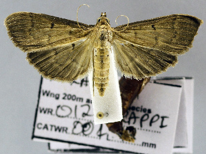  (Herpetogramma sp. AAB6842 - USNM ENT 01178318)  @13 [ ] Unspecified (default): All Rights Reserved  Unspecified Unspecified