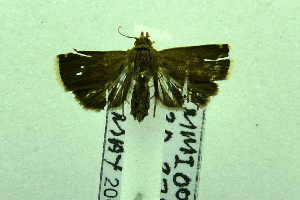  (Imma niveiciliella - USNM ENT 00660657)  @12 [ ] Unspecified (default): All Rights Reserved  Unspecified Unspecified