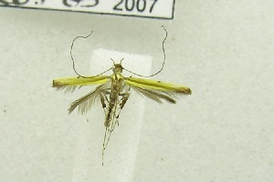  (Caloptilia sp. BOLD:AAV4639 - USNM ENT 00682342)  @13 [ ] Unspecified (default): All Rights Reserved  Unspecified Unspecified