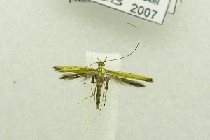  (Caloptilia sp. BOLD:AAV4639 - USNM ENT 00682350)  @13 [ ] Unspecified (default): All Rights Reserved  Unspecified Unspecified