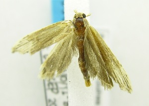  (Trachycentra chlorogramma - USNM ENT 00725641)  @14 [ ] Unspecified (default): All Rights Reserved  Unspecified Unspecified