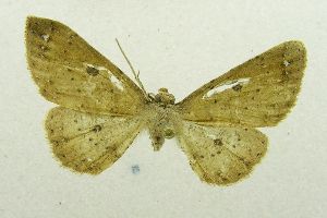  (Cyclophora nr. subroseata - USNM ENT 00731692)  @13 [ ] Unspecified (default): All Rights Reserved  Unspecified Unspecified