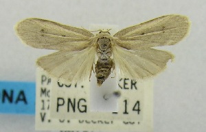  ( - USNM ENT 00797576)  @11 [ ] Unspecified (default): All Rights Reserved  Unspecified Unspecified