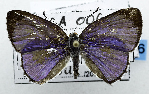  ( - USNM ENT 00799792)  @13 [ ] Unspecified (default): All Rights Reserved  Unspecified Unspecified