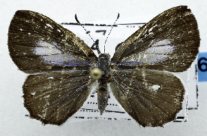  ( - USNM ENT 00799795)  @13 [ ] Unspecified (default): All Rights Reserved  Unspecified Unspecified