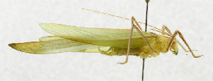  (Ducetia japonica - USNM ENT 00933440)  @13 [ ] Unspecified (default): All Rights Reserved  Unspecified Unspecified