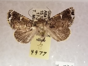  (Pastona nigropuncta - TLM4977)  @11 [ ] CreativeCommons  Attribution (by) (2022) Unspecified Smithsonian Institution, National Museum of Natural History