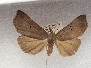  ( - USNM ENT 01756143)  @11 [ ] Unspecified (default): All Rights Reserved (2022) Unspecified Smithsonian Institution, National Museum of Natural History