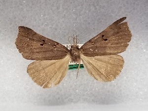  ( - USNM ENT 01756269)  @11 [ ] Unspecified (default): All Rights Reserved (2022) Unspecified Smithsonian Institution, National Museum of Natural History
