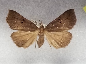  ( - USNM ENT 01756484)  @11 [ ] Unspecified (default): All Rights Reserved (2022) Unspecified Smithsonian Institution, National Museum of Natural History
