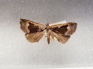  ( - USNM ENT 01771102)  @11 [ ] Unspecified (default): All Rights Reserved (2022) Unspecified Smithsonian Institution, National Museum of Natural History