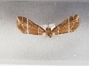  ( - USNM ENT 01771104)  @11 [ ] Unspecified (default): All Rights Reserved (2022) Unspecified Smithsonian Institution, National Museum of Natural History