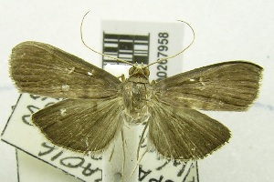  (Herpetogramma sp. AAO3334 - USNM ENT 00267958)  @14 [ ] Unspecified (default): All Rights Reserved  Unspecified Unspecified