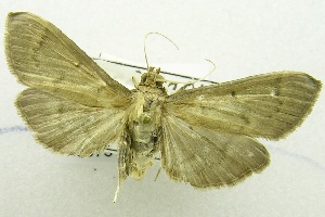  (Herpetogramma sp. AAB6842 - USNM ENT 00731053)  @13 [ ] Unspecified (default): All Rights Reserved  Unspecified Unspecified
