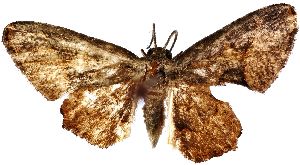  (Monobolodes prunaria - GZUTCM:SWM)  @11 [ ] No Rights Reserved (2025) Unspecified Guizhou University of Traditional Chinese Medicine