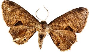  (Phazaca alikangensis - GZUTCM:SWP)  @11 [ ] No Rights Reserved (2025) Unspecified Guizhou University of Traditional Chinese Medicine