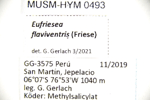  (Eufriesea flaviventris - MUSM-HYM0493)  @11 [ ] CC BY-NC-ND 4.0 (2023) Museo de Historia Natural (UNMSM) Museo de Historia Natural (UNMSM)